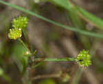 Low spearwort